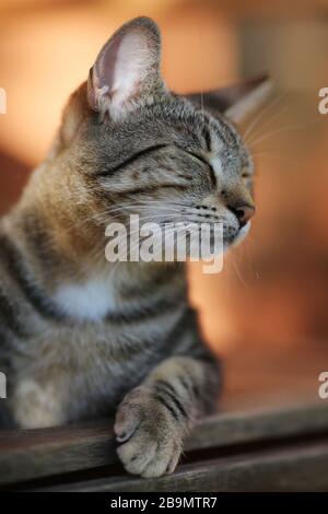 Portrait of a female cat sitting on a bench outside Stock Photo