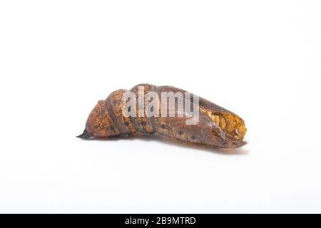 The empty chrysalis, or pupa, of an elephant hawk moth, Deilephila elpenor. The moth had emerged from the chrysalis that had been kept over winter. It Stock Photo