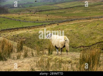 A single Swaledale ewe, female sheep, looking out across the Dale with a flock of Starlings flying by. Yorkshire Dales, UK. Horizontal. Space for copy Stock Photo