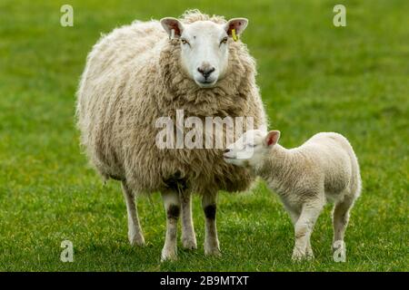 Texel Ewe, a female sheep with her young lamb, facing forward in green meadow. Lamb is nuzzling up to her mother. Concept: a mother's love.  Landscape Stock Photo