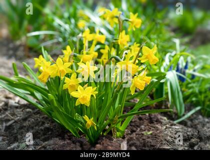 Petite Narcissus 'Tete-a-Tete' daffodils in a home garden.