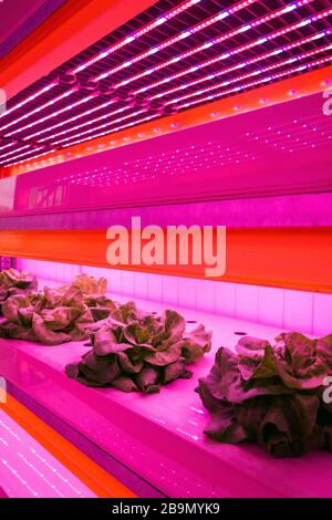 Special LED lights belts above basil herb in aquaponics system ...