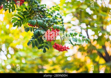 rowan sorbus aucuparia bunches branches