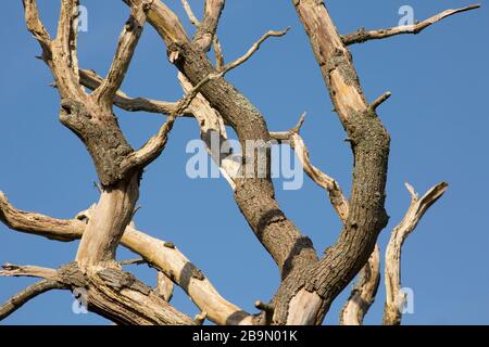 An old, dead oak tree, Quercus robur, photographed against a blue sky. North Dorset England UK GB Stock Photo