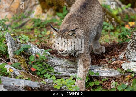 Canadian lynx walking at Triple D in Montana Stock Photo
