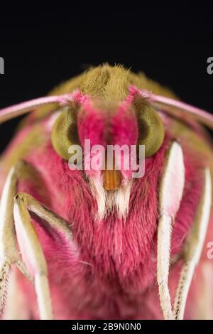 A close-up of a newly emerged elephant hawk moth, Deilephila elpenor. The moth has emerged from a chrysalis that had been kept over winter. It emerged Stock Photo