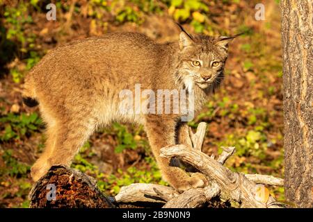 Canadian lynx pausing at Triple D in Montana Stock Photo