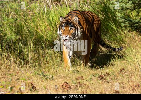 Siberian tiger stalking prey at Triple D in Montana Stock Photo