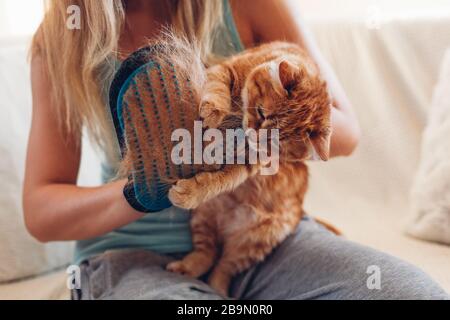 Brushing cat with glove to remove pets hair. Woman taking care of animal combing it with hand rubber glove at home Stock Photo