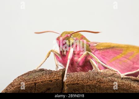 A newly emerged elephant hawk moth, Deilephila elpenor, resting on a piece of tree bark before being released. The moth has emerged from a chrysalis t Stock Photo