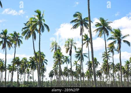 Palm Trees in Nukualofa, Tonga Stock Photo