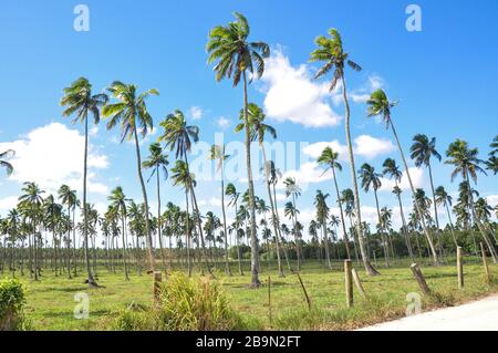 Palm Trees in Nukualofa, Tonga Stock Photo