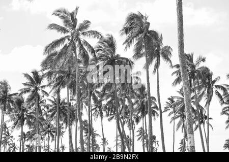 Palm Trees in Nukualofa, Tonga Stock Photo