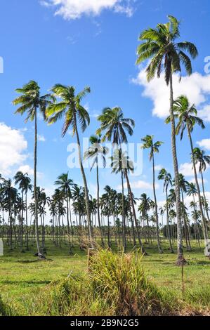 Palm Trees in Nukualofa, Tonga Stock Photo