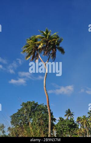 Palm Trees in Nukualofa, Tonga Stock Photo