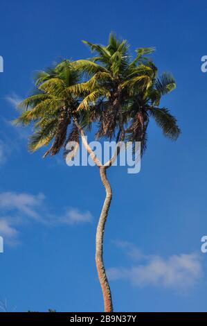 Palm Trees in Nukualofa, Tonga Stock Photo