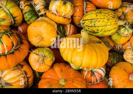 pumpkins and gourds, Pumpkin Patch, Lane Farms, Santa Barbara, California Stock Photo