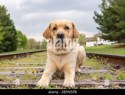 Young yellow labrador retriever in training to be a service dog relaxes on a set of train tracks looking at the camera Stock Photo