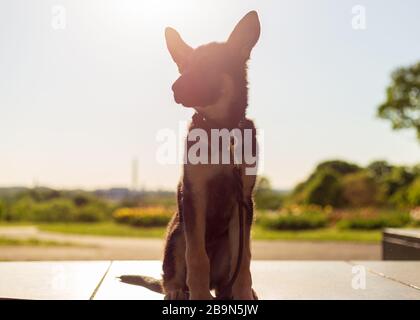 Young german shepherd puppy looks off in the distance while sitting in a field of tulips at sunrise Stock Photo