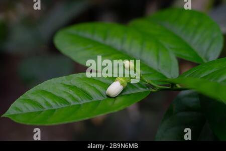 tropical citrus blossom buds on the big green leaves. close up Stock Photo