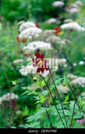 Dahlia seedling,red,scarlet coloured, flower,flowers,flowering,Selinum wallichianum,umbellifer,mixed planting combination,ecletic mix,mix,mixed,tropic Stock Photo