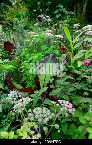 Ensete ventricosum Maurelii,salvia,lilium,Selinum wallichianum,umbellifer,mixed planting combination,ecletic mix,mix,mixed,tropical,exotic,bed,border, Stock Photo