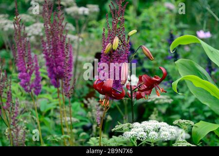 lilium red velvet,lilium red flavour,asiatic hybrid,red tiger lily,red tiger lilies,flowers,flowering,floriferous,RM Floral Stock Photo