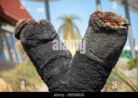 Powderbark Tree Grass trees (Xanthorrhoea) with black trunks in native forest with ...