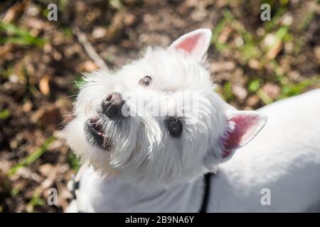 Beautiful West Highland White Terrier dog close up Stock Photo