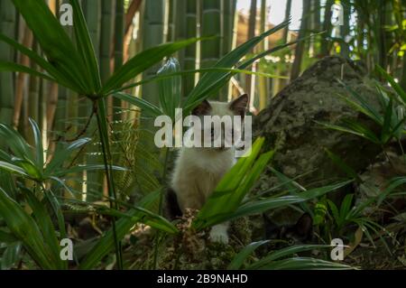 little kitten hid among the green grass Stock Photo