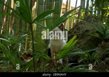 little kitten hid among the green grass Stock Photo