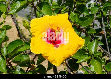 Yellow hibiscus flower, Tamaki Drive, Kohimarama, Auckland, New Zealand Stock Photo