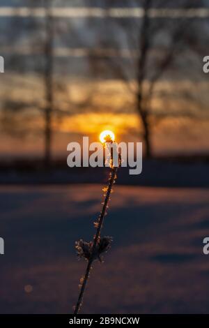 Frozen grass, frost on the background of the sunset. Close-up, winter time. Togliatti. Stock Photo