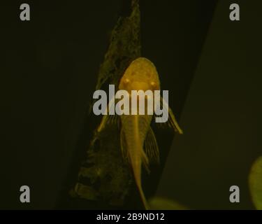 pleco catfish albino Bristle-nose pleco gold Ancistrus dolichopterus Plecostomus aquarium fish Stock Photo