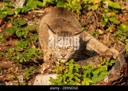 Canadian lynx about to pounce on prey at Triple D in Montana Stock Photo