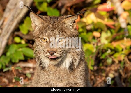 Closeup of a Canadian lynx at Triple D in Montana Stock Photo