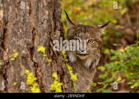 Canadian lynx at Triple D in Montana Stock Photo