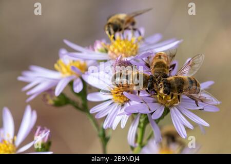 Honey bees on blooming flowers Stock Photo