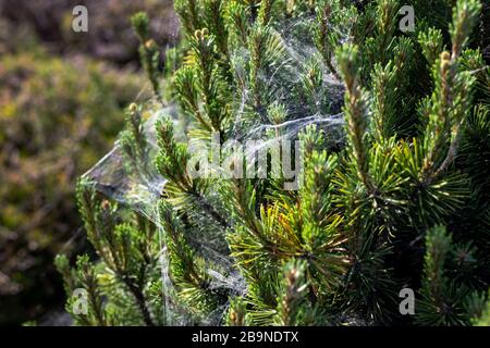 Coniferous spruce or pine tree branch covered with spider net in forest or park on sunny day. Tree with spiderweb. Plant disease Stock Photo