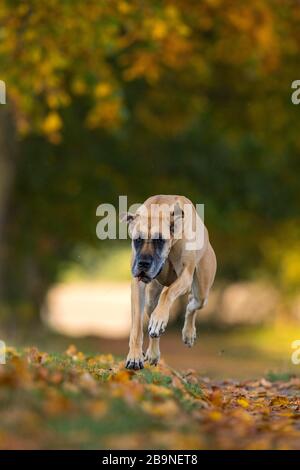 Great Dane jumping in autumn, Traventhal, Germany Stock Photo