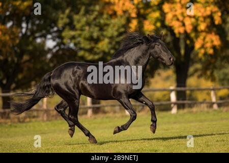 P.R.E. Stallion black in motion in autumn, Traventhal, Germany Stock Photo