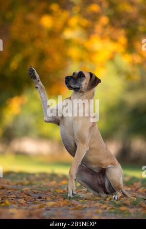 Great Dane in autumn gives paw, Traventhal, Germany Stock Photo