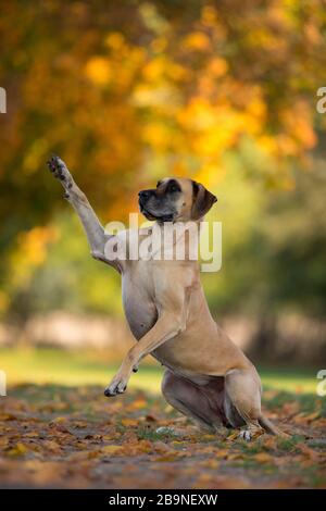 Great Dane in autumn gives paw, Traventhal, Germany Stock Photo