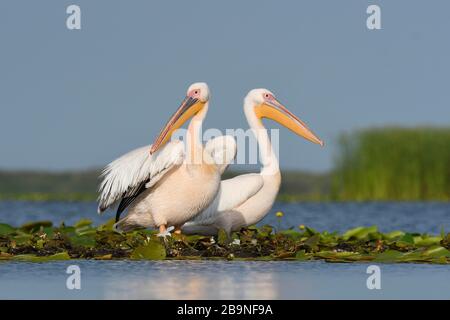 Great white pelicans (Pelecanus onocrotalus) on aquatic plants, Danube Delta, Romania Stock Photo