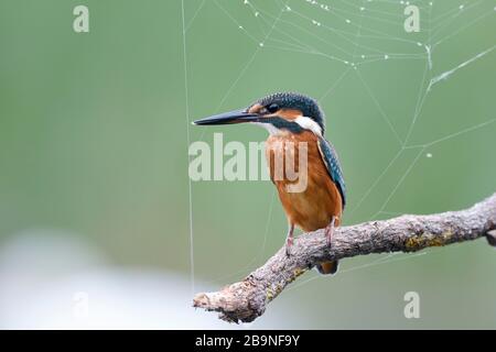 Common kingfisher (Alcedo atthis) on a raised hide with spider web, Tyrol, Austria Stock Photo