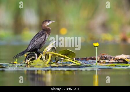 Pygmy Cormorant (Phalacrocorax pygmeus) on aquatic plants, Danube Delta, Romania Stock Photo