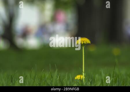 Yellow dandelion and grass on a spring day Stock Photo
