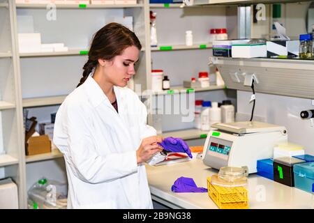 Female student or lab assistant working in lab Stock Photo