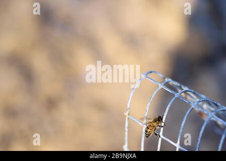 Honey Bee clinging to wire mesh with natural background Stock Photo