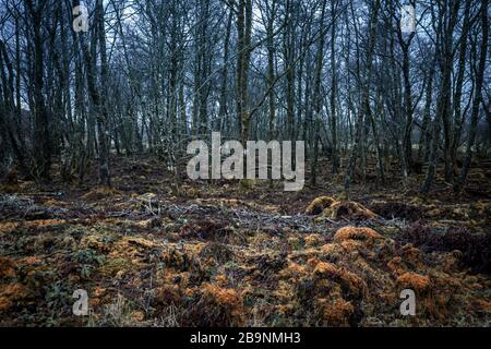 Moody forest with tree trunk covered in moss in the Highalnds of Scotland Stock Photo